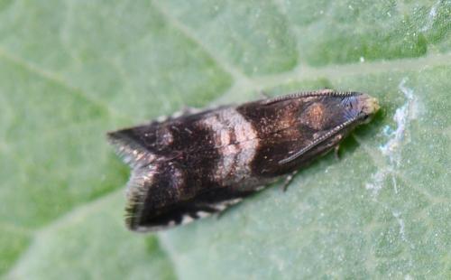 Réf. 303 511 : Strophedra nitidana
